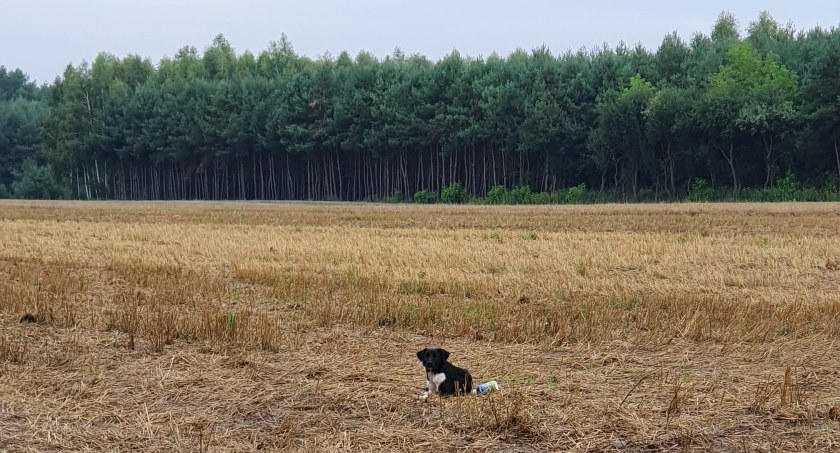 Zdjęcie przedstawia psa, który ufnie czeka na powrót właściciela 