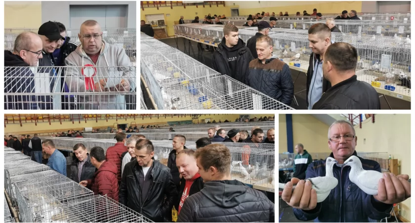 Zdjęcie: Wystawa gołębi gromadzi  hodowców tych pięknych ptaków, a także ich miłośników - tych dużych i małych! 
