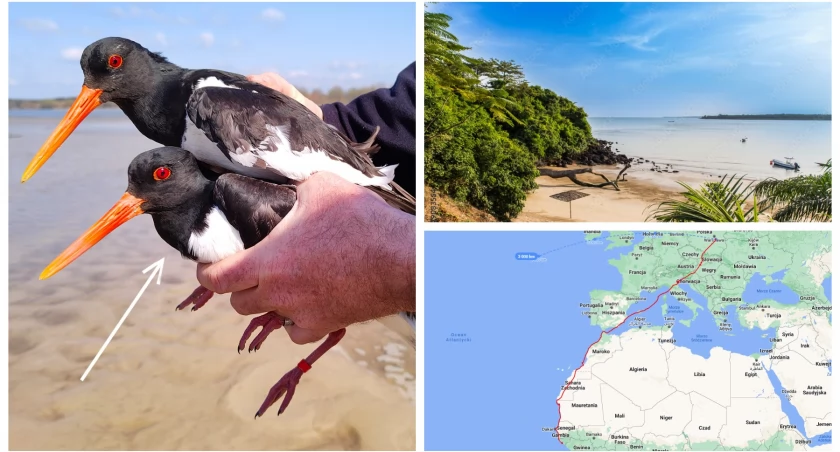 Zdjęcie: Samica Ola z Wilgi poleciała do Gwinei Bissau, pokonując aż 9000 km! Rekordowy lot trwał ponad 2 miesiące!