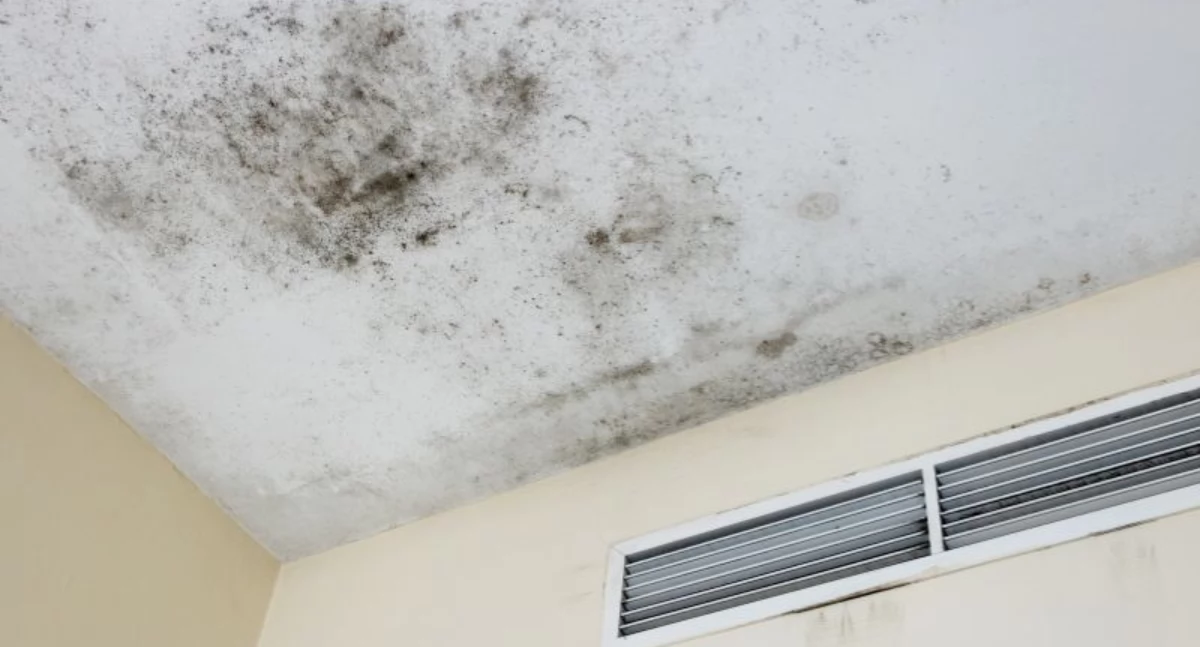 Artykuł Sponsorowany, zapobiec rozwojowi pleśni zalaniu Najlepsze praktyki porady - zdjęcie, fotografia