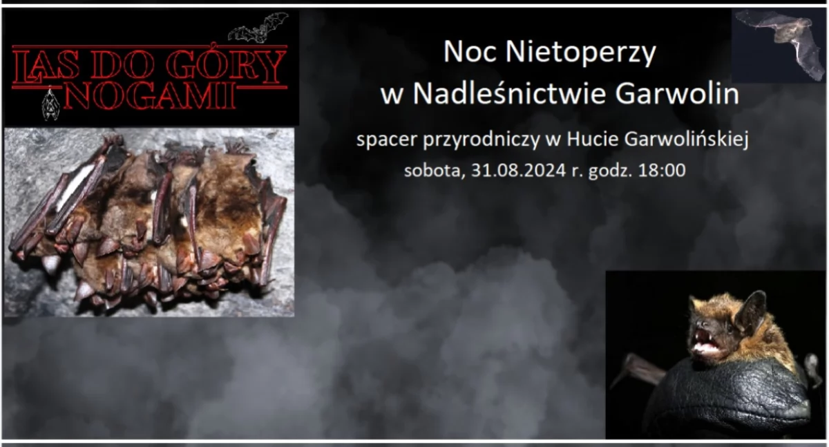 W Powiecie, Nietoperzy Nadleśnictwie Garwolin - zdjęcie, fotografia
