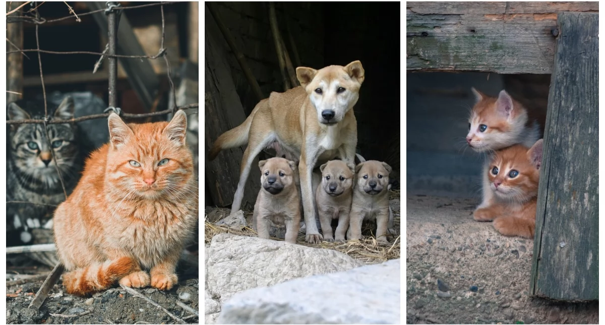 Inne Powiat, puszkę karmy uratuj bezdomniaki przed schroniskiem - zdjęcie, fotografia