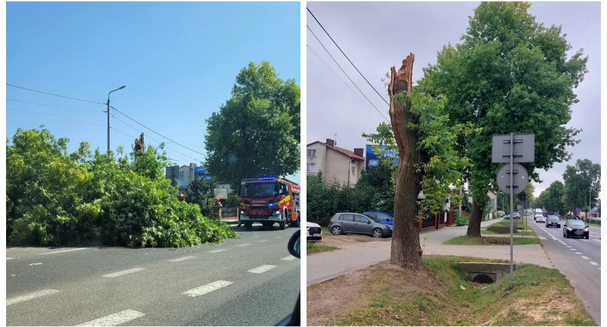 Inne Miejskie, było oznak drzewo słabej kondycji Będzie przegląd drzewostanu! - zdjęcie, fotografia