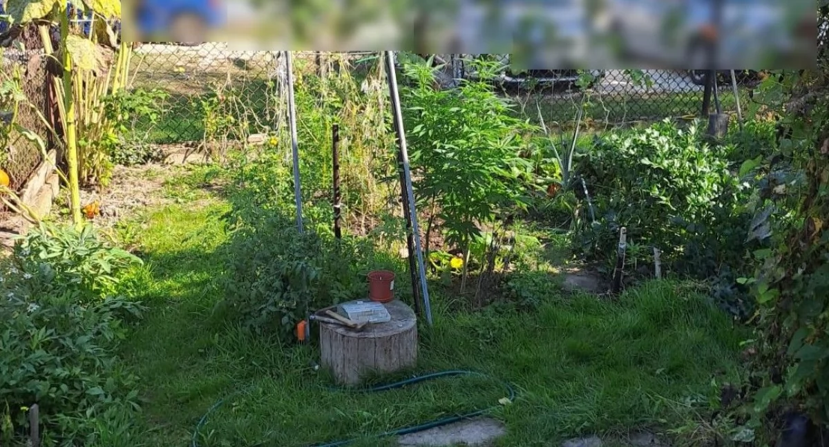 Sprawy kryminalne , Amfetamina regale konopie ogródku - zdjęcie, fotografia
