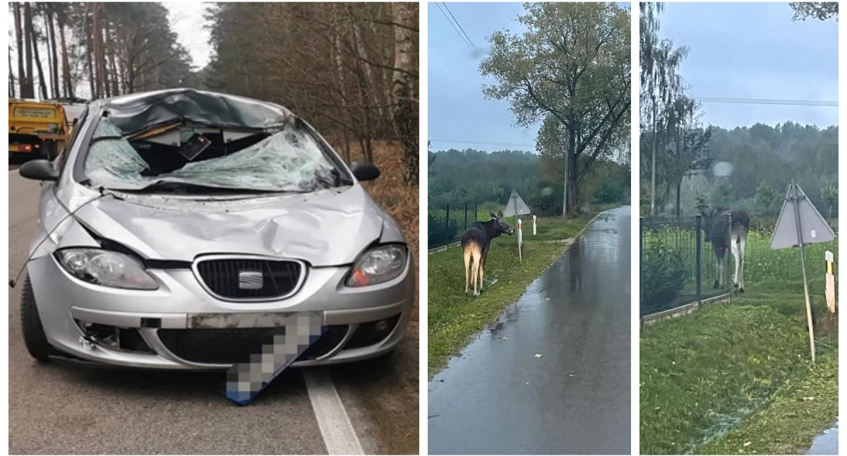 Komunikaty policji , Dzikie zwierzę ustąpi pierwszeństwa! Kierowco zwiększ ostrożność! - zdjęcie, fotografia