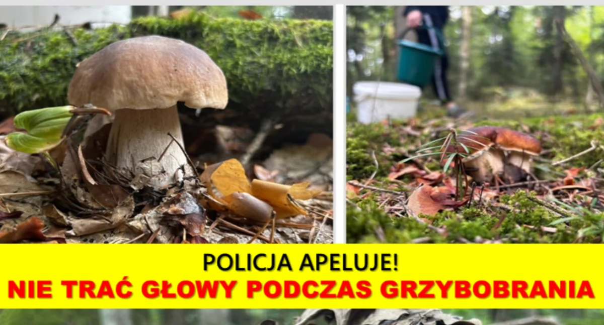 Komunikaty policji , Rośnie liczba zaginięć podczas grzybobrania! policji kilka zasad! - zdjęcie, fotografia