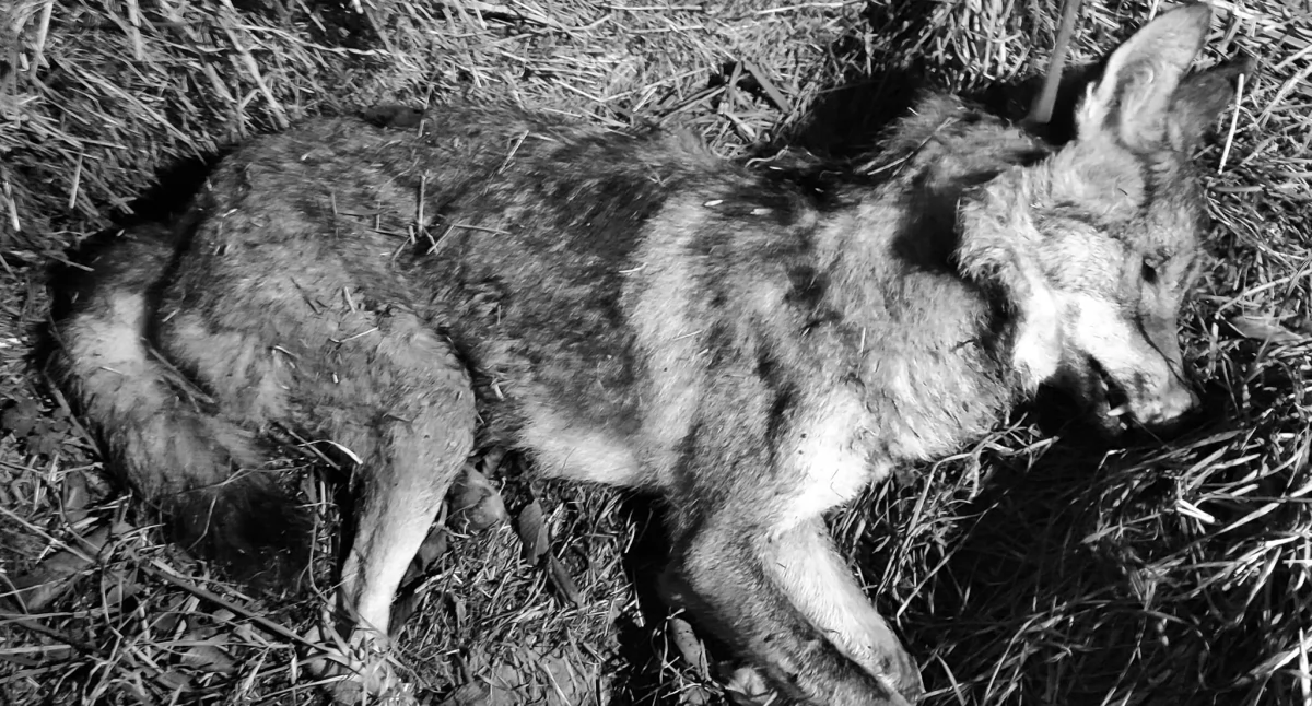 Inne Powiat, Ranny kolizji padł wycieńczenia leśników - zdjęcie, fotografia