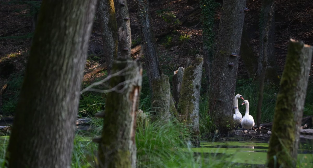 Inne Ciekawostki, Dębczyna Dewajtis rezerwat przyrody Nadleśnictwie Garwolin - zdjęcie, fotografia