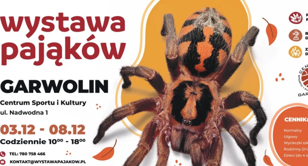 W Garwolinie, Wystawa pająków tylko! rękę ptasznika zrób sobie fotkę! - zdjęcie, fotografia
