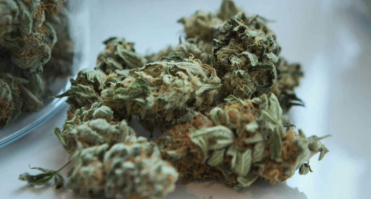 Artykuł Sponsorowany, Medyczna marihuana jakich przypadkach można stosować - zdjęcie, fotografia