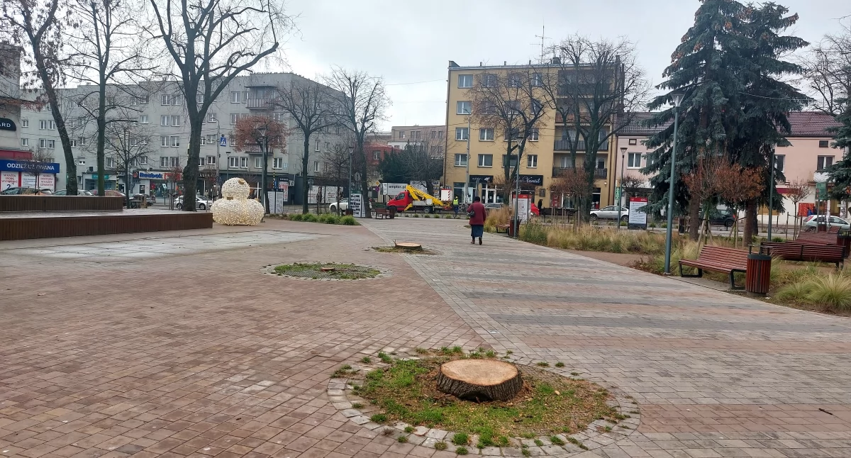 Inne Miejskie, Wycięto drzewa Skwerze Solidarności Mieszkańcy pytają dlaczego - zdjęcie, fotografia