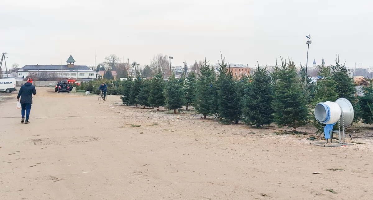 Inne Powiat, Zmiana lokalizacji sprzedaży choinek targowisku Garwolinie dochodziło konfliktów nawet bójek - zdjęcie, fotografia