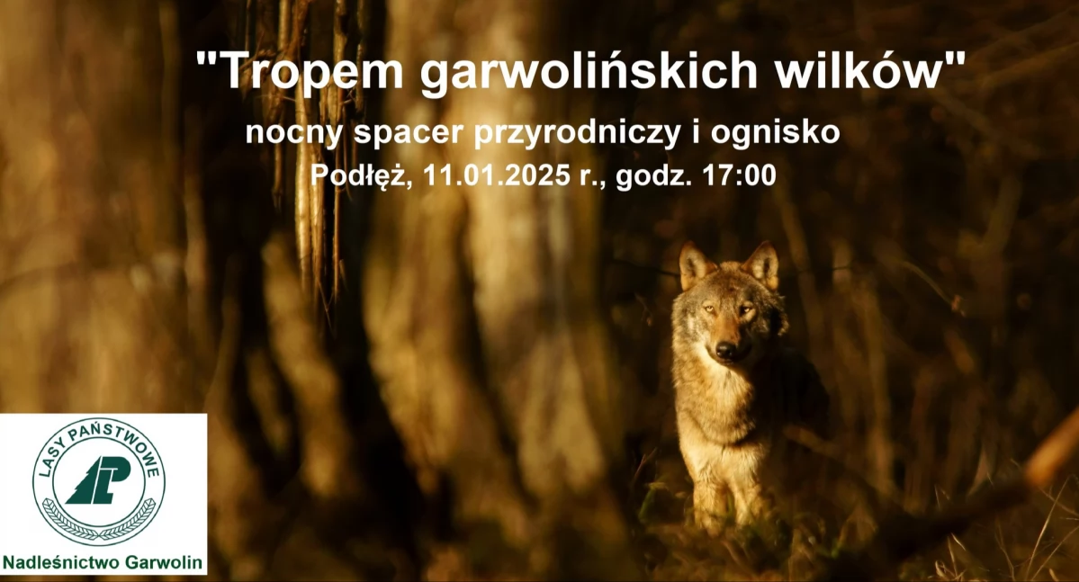 Inne Ciekawostki, Pójdą tropem garwolińskich wilków - zdjęcie, fotografia
