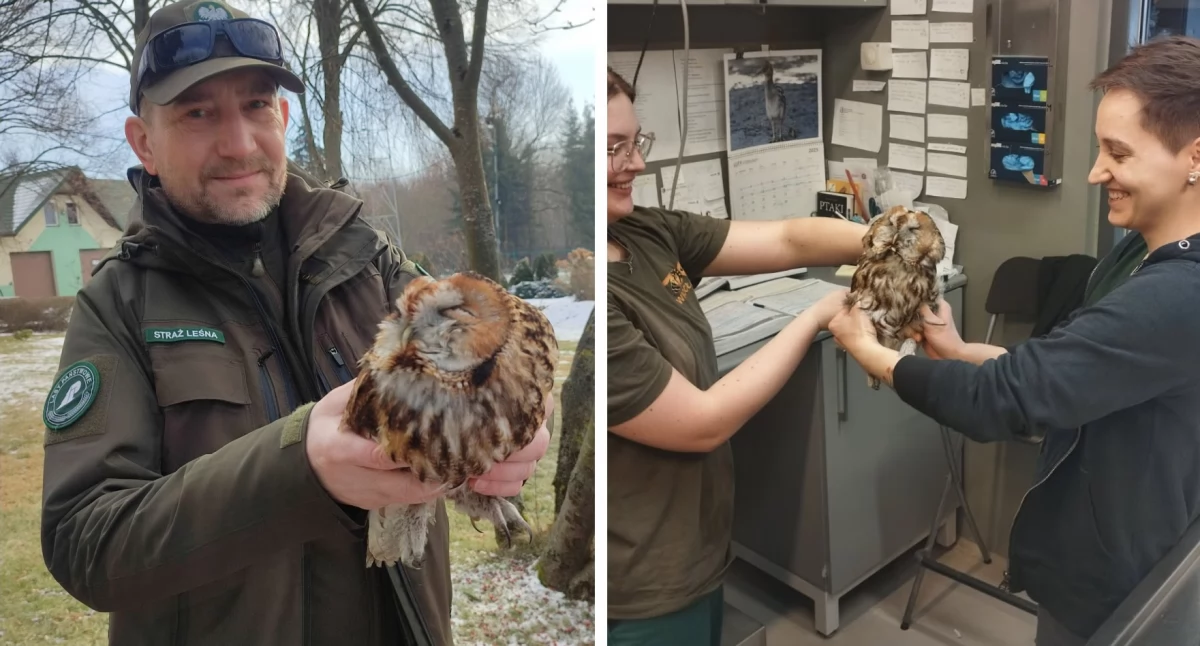 Inne Powiat, Mieszkanka leśnicy uratowali puszczyka! mógł poruszać - zdjęcie, fotografia