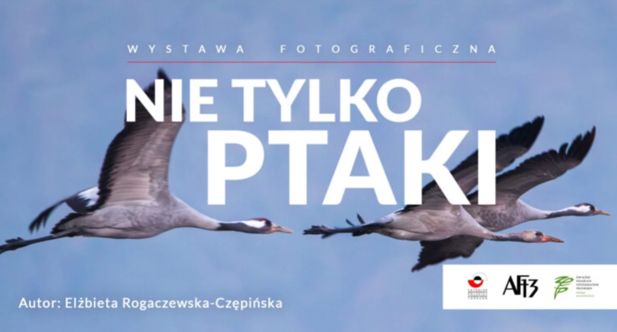 Wystawy, Wystawa fotografii „Nie tylko ptaki Elżbiety Rogaczewskiej Czępińskiej - zdjęcie, fotografia