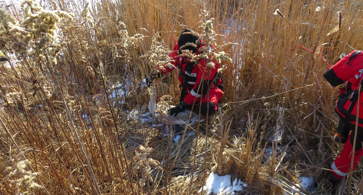 Inne Ciekawostki, Ranny łabędź przewieziony ośrodka - zdjęcie, fotografia