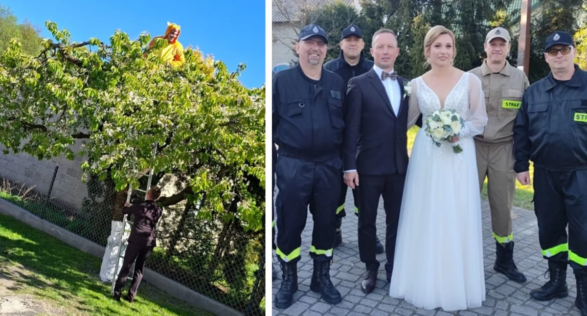 Inne Ciekawostki, Strażak przed ślubem ratował drzewie! Druhowie składają życzenia nowożeńcom! - zdjęcie, fotografia