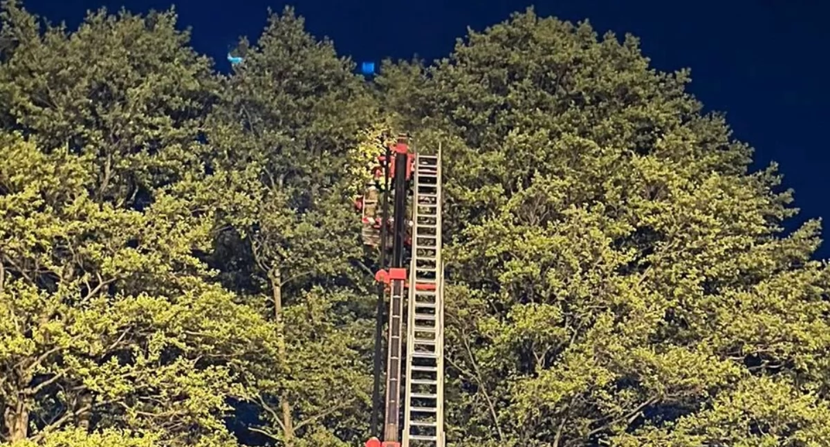 Pożary - interwencje straży, Nietypowa interwencja strażaków Jechali - zdjęcie, fotografia