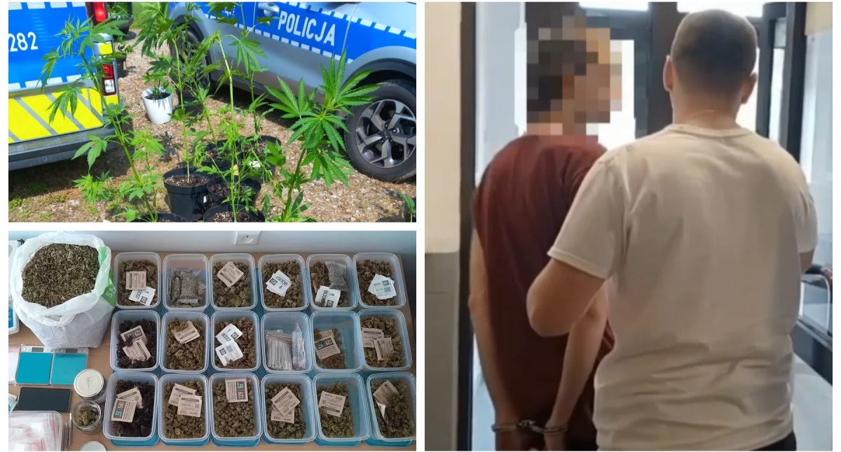 Sprawy kryminalne , Nielegalna plantacja konopi marihuany! Akcja policji areszt latka VIDEO - zdjęcie, fotografia