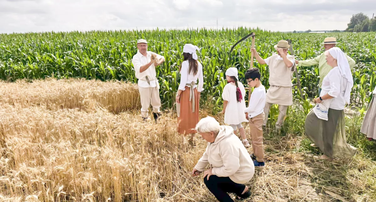 Festyny - Pikniki, Ruszyły Staropolskie Powiatowe Żniwa Miętnem! - zdjęcie, fotografia