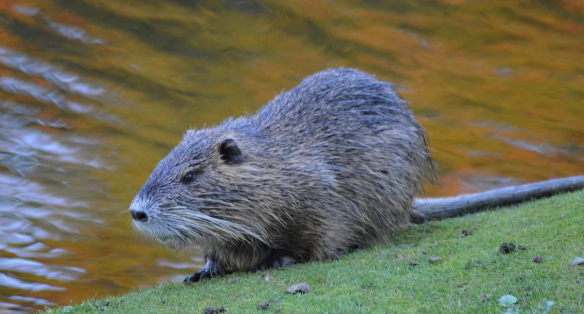 Bobry kosztują miliony. Poseł pyta o rozwiązanie problemu