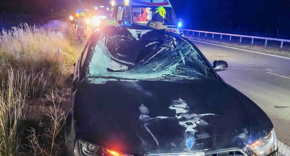 Wypadki drogowe , Wypadek Łoś wtargnął drogę zderzenie autem osobowym! - zdjęcie, fotografia