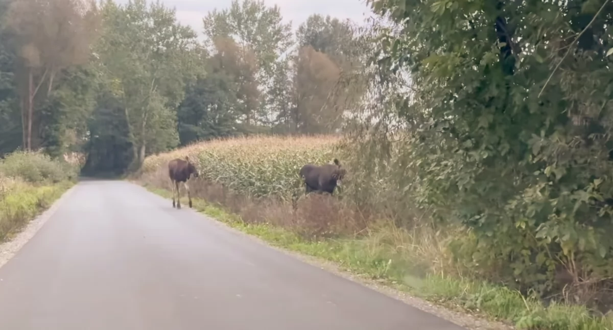 Inne Ciekawostki, Niesamowity widok gminie Miastków Kościelny! Cztery łosie spacerowały drogą [WIDEO] - zdjęcie, fotografia
