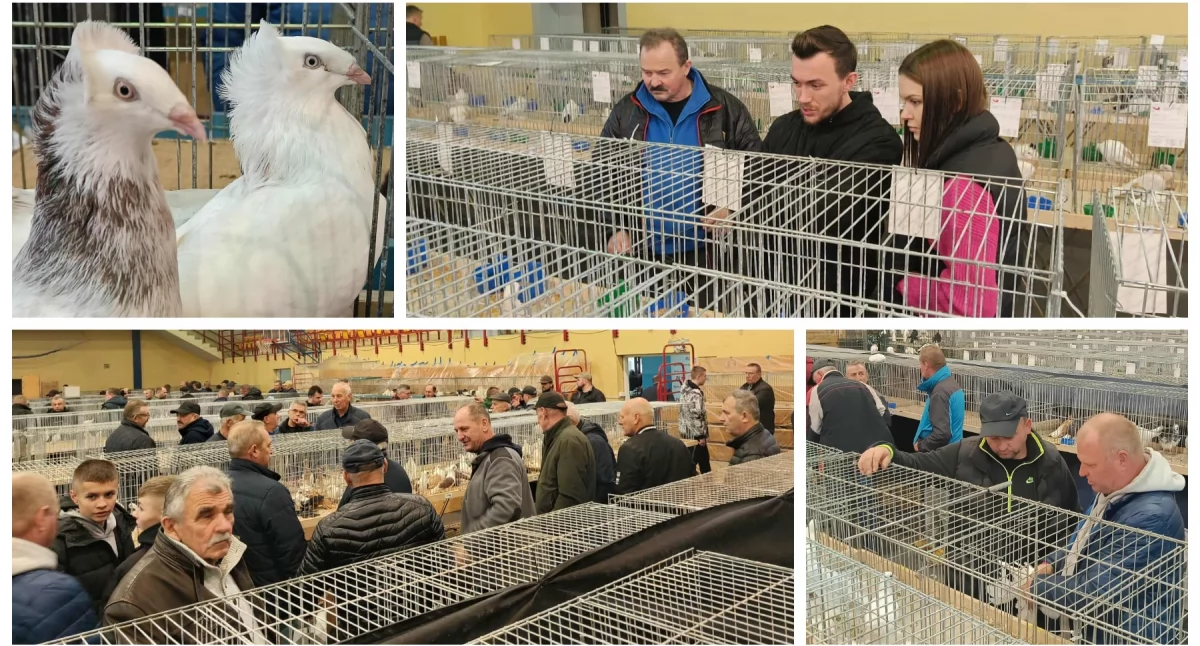 Pokaz Gołębi Rasowych Ozdobnych już w weekend!