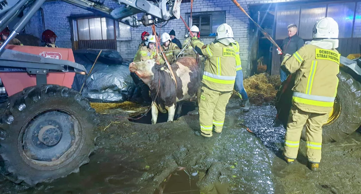 Akcja ratunkowa: Strażacy uwolnili krowę uwięzioną w szambie!