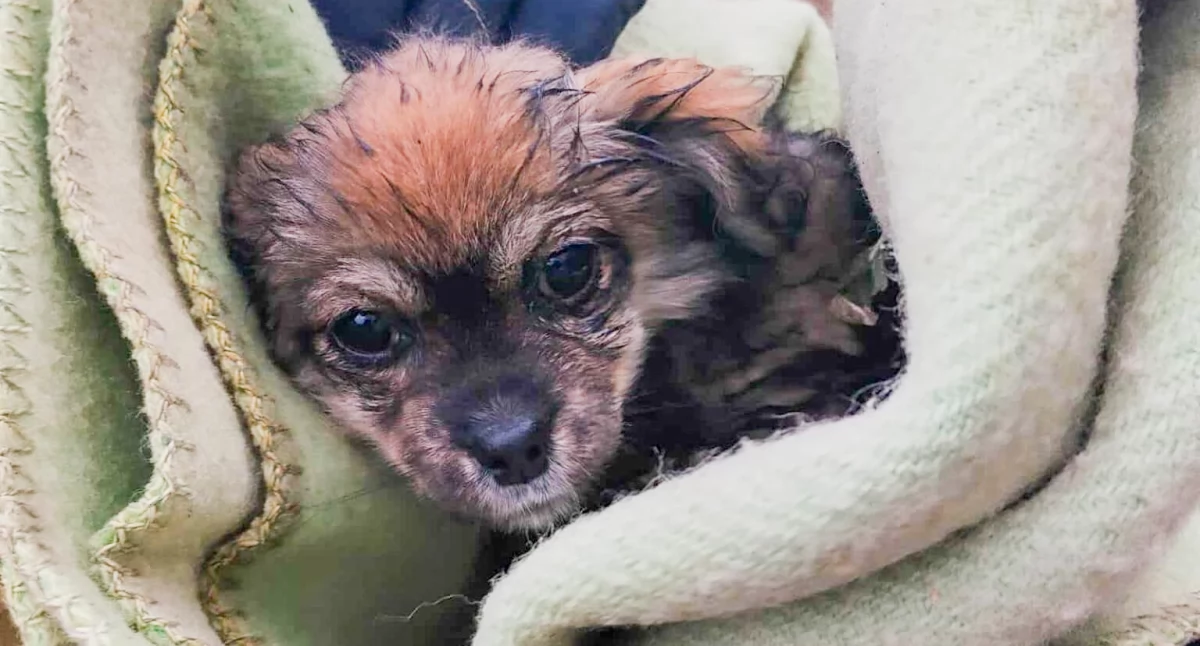 Zdjcie: To była nietypowa, ale bardzo ważna akcja dla druhów z OSP w Trzciance (gmina Wilga), fot. OSP Trzcianka