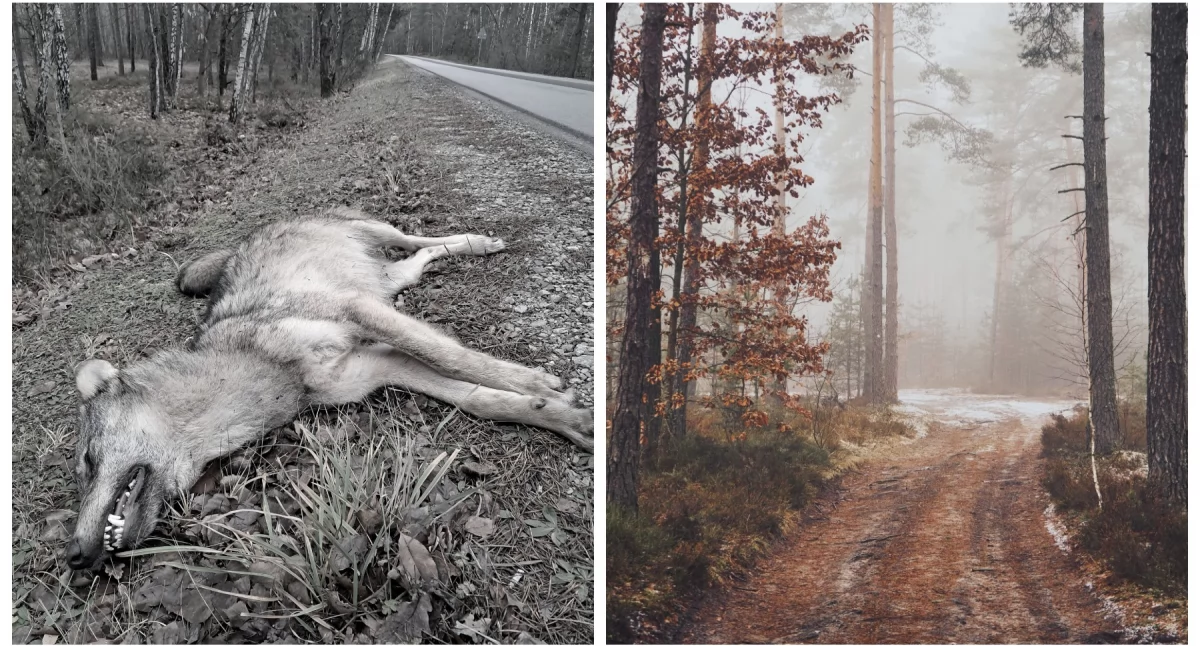 Inne Powiat, Martwy ofiara kolizji drogowej leśników! - zdjęcie, fotografia