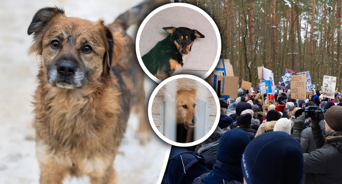 Interwencje Powiat, Schronisko Happy zamknięte proteście Wiemy gdzie trafią zwierzęta! - zdjęcie, fotografia