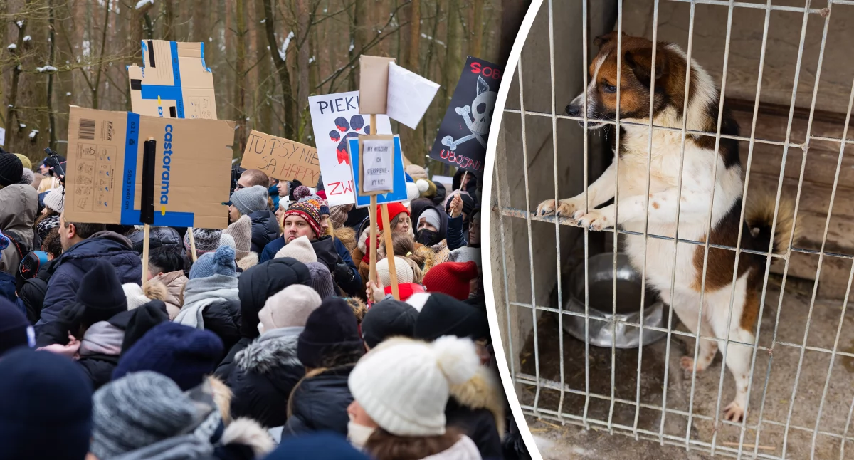 Inne Powiat, Wojewoda mazowiecki żąda wyjaśnień sprawie schroniska gminie Sobolew! - zdjęcie, fotografia