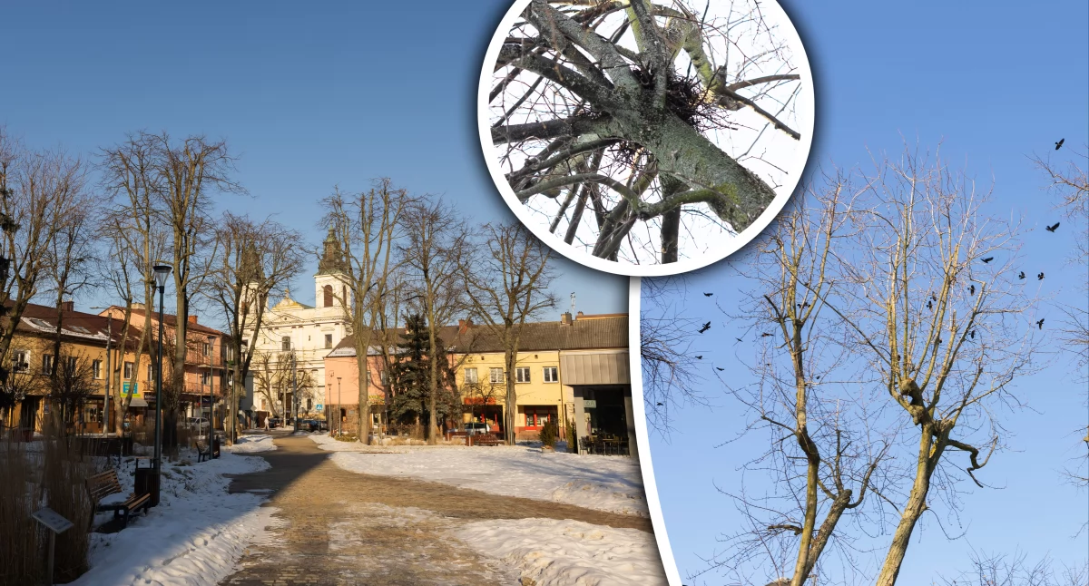 Inne Miejskie, oznacza zagładę garwolińskiej populacji gawronów - zdjęcie, fotografia