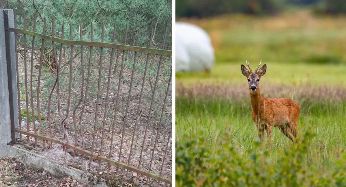 Pożary - interwencje straży, Strażacy uwolnili sarnę uwięzioną metalowym ogrodzeniu - zdjęcie, fotografia