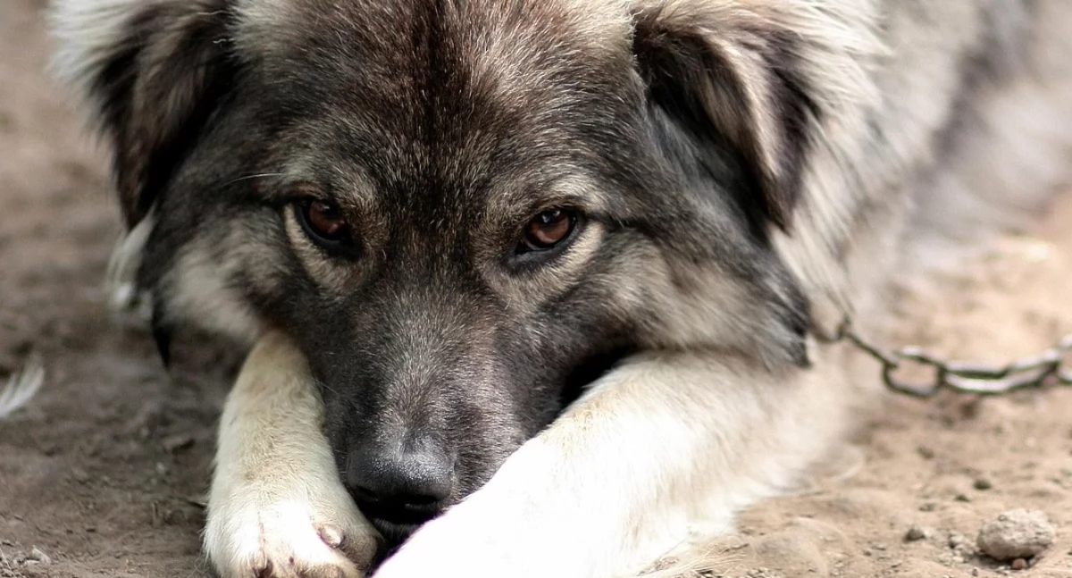 Inne Powiat, miał krótki łańcuch Interwencja fundacji policji - zdjęcie, fotografia