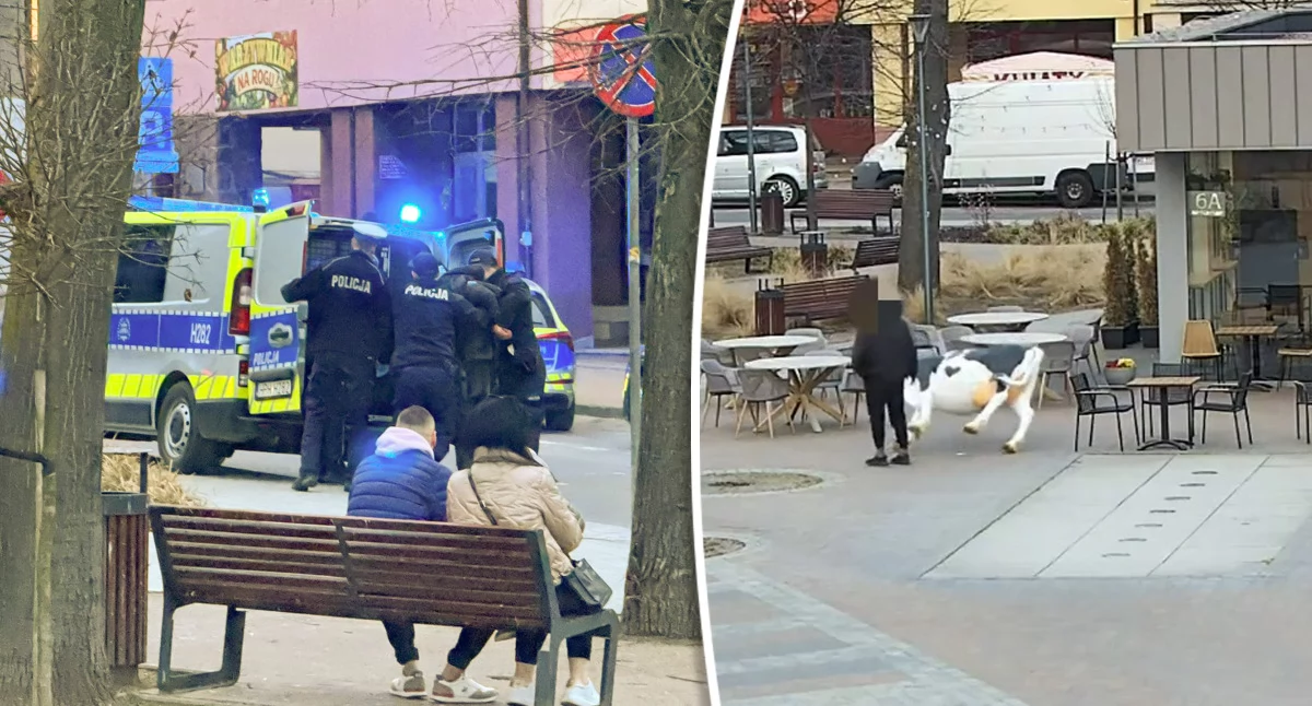 Sprawy kryminalne , Zaatakował zwierzę funkcjonariusza centrum miasta Został zatrzymany - zdjęcie, fotografia
