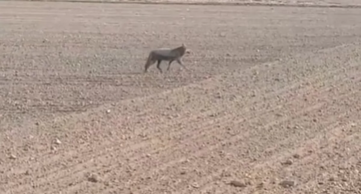 Inne Powiat, Uwaga wilki! Strażacy proszą czujność rozwagę - zdjęcie, fotografia