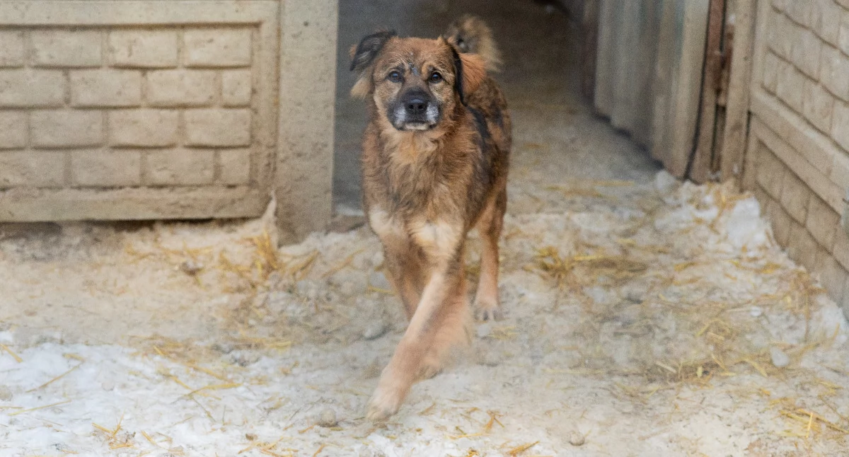 Inne Powiat, Gmina Wilga inwestuje ochronę bezdomnych zwierząt - zdjęcie, fotografia