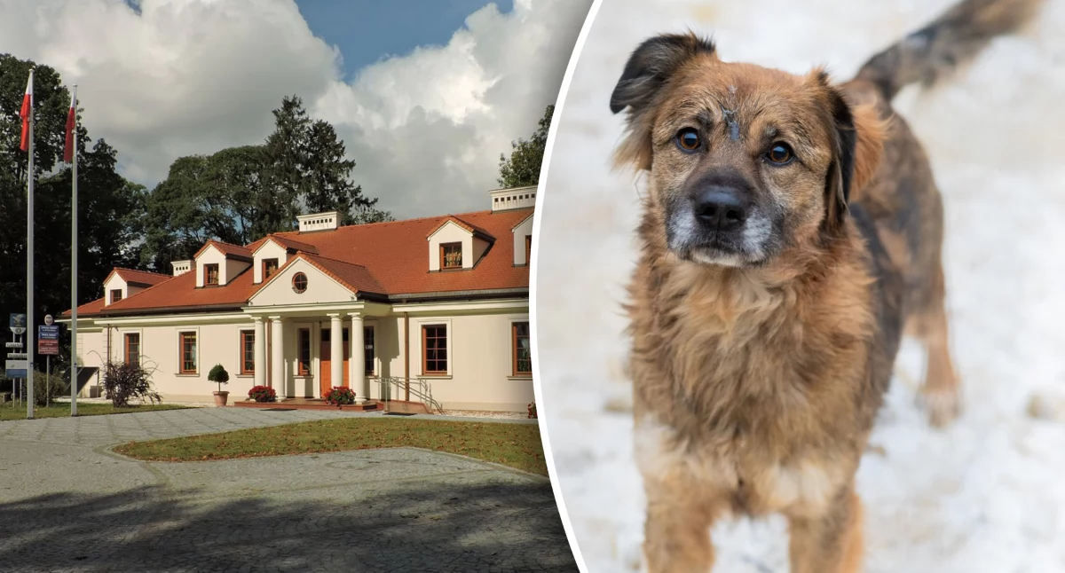 Inne Powiat, Ponad tysiące złotych opiekę zwierzętami Bezdomne trafią Zamienia - zdjęcie, fotografia