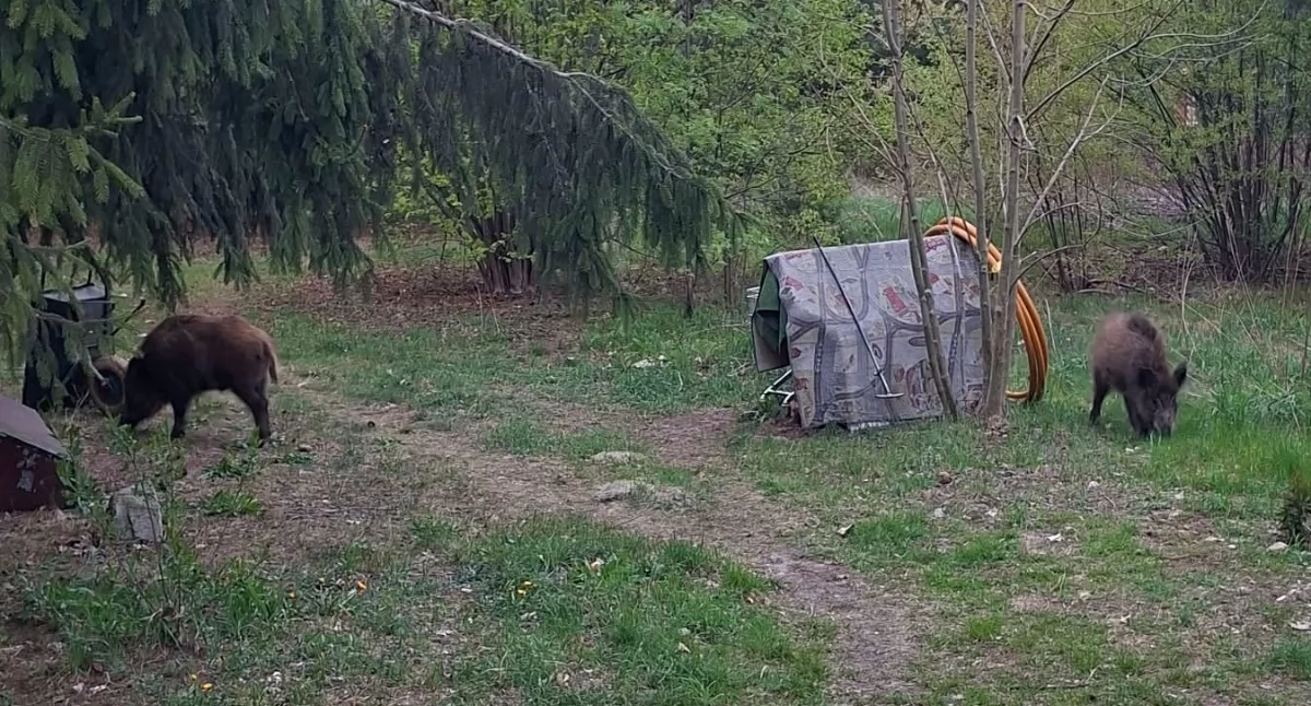 Inne Powiat, Dziki pojawiają Łaskarzewie Miasto apeluje ostrożność przypomina zasady bezpieczeństwa - zdjęcie, fotografia