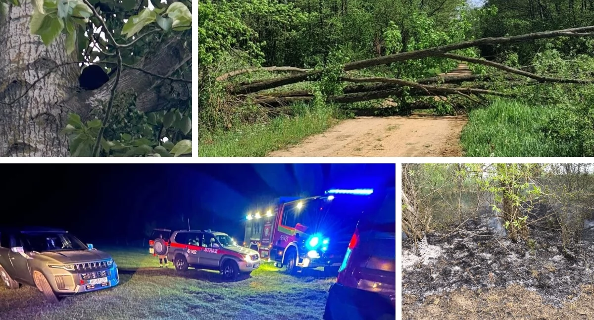 Pożary - interwencje straży, Wyciek substancji beton drodze drzewie tydzień wyzwań straży pożarnej - zdjęcie, fotografia