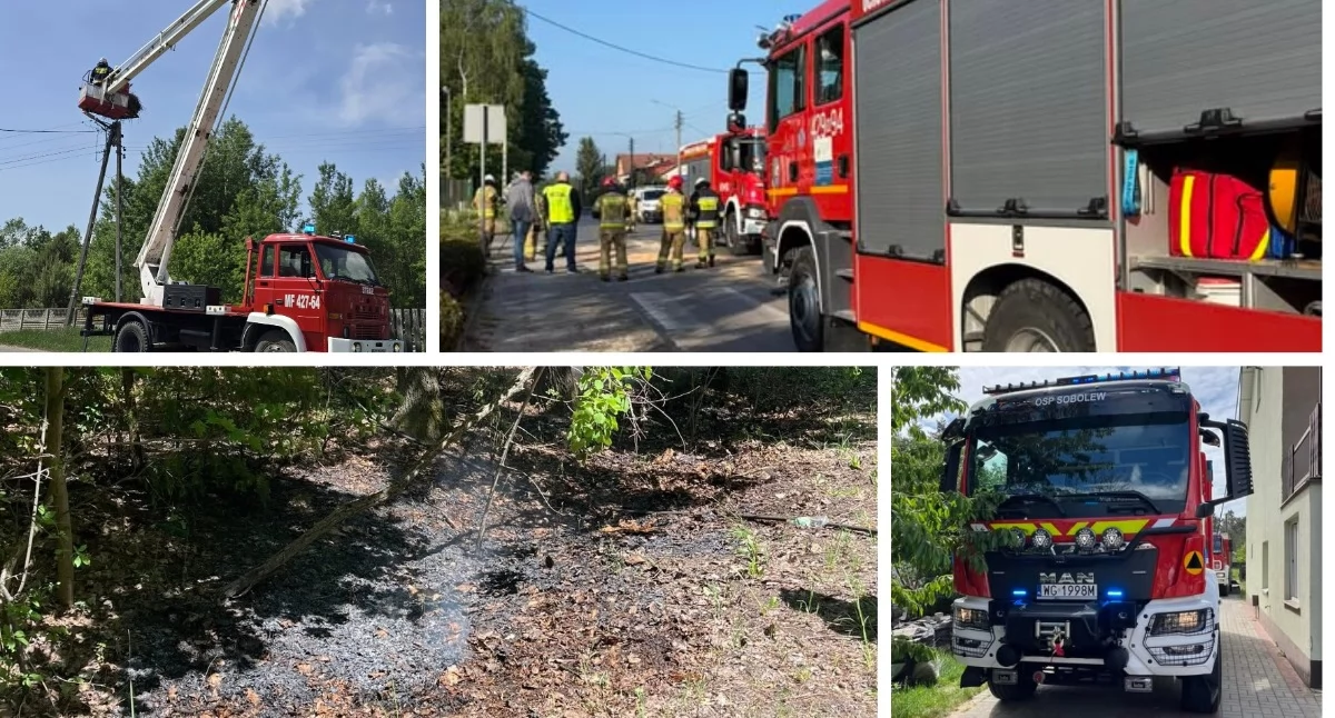 Pożary - interwencje straży, pożarów pomoc ptakom Strażacy akcji - zdjęcie, fotografia