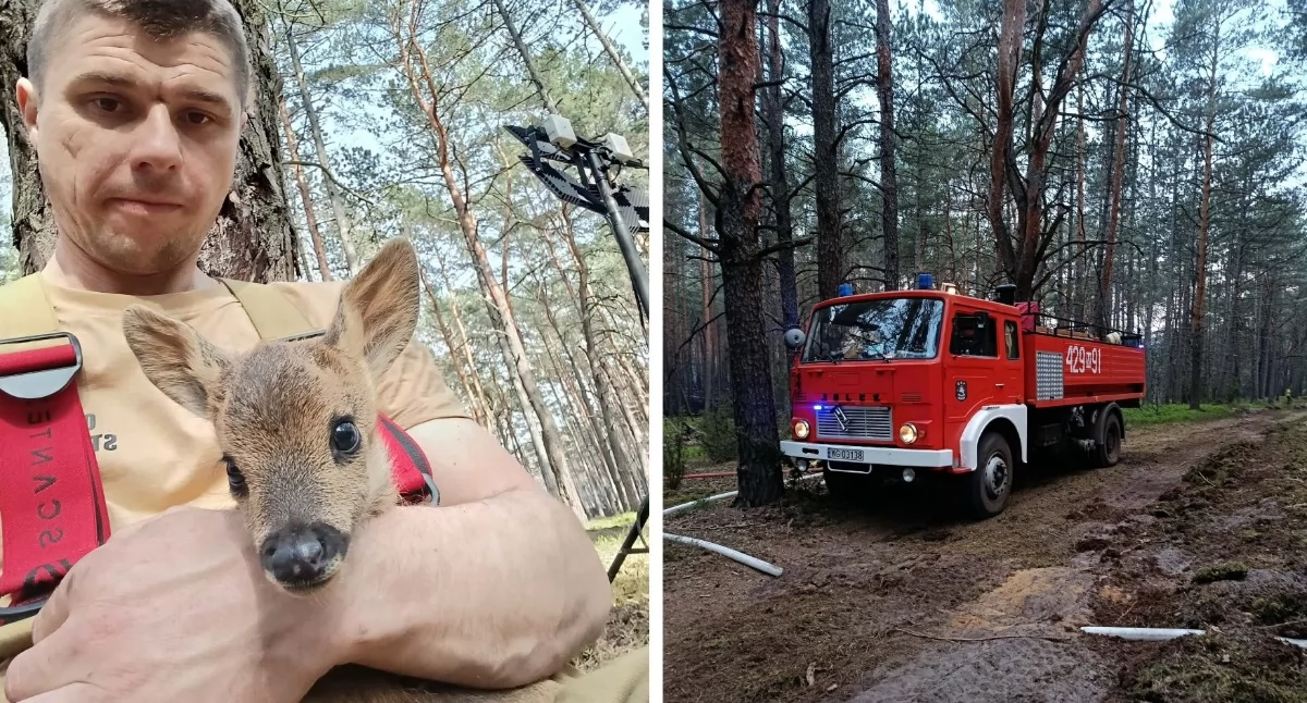 Pożary - interwencje straży, godziny walki pożarem ratunek małej sarenki - zdjęcie, fotografia
