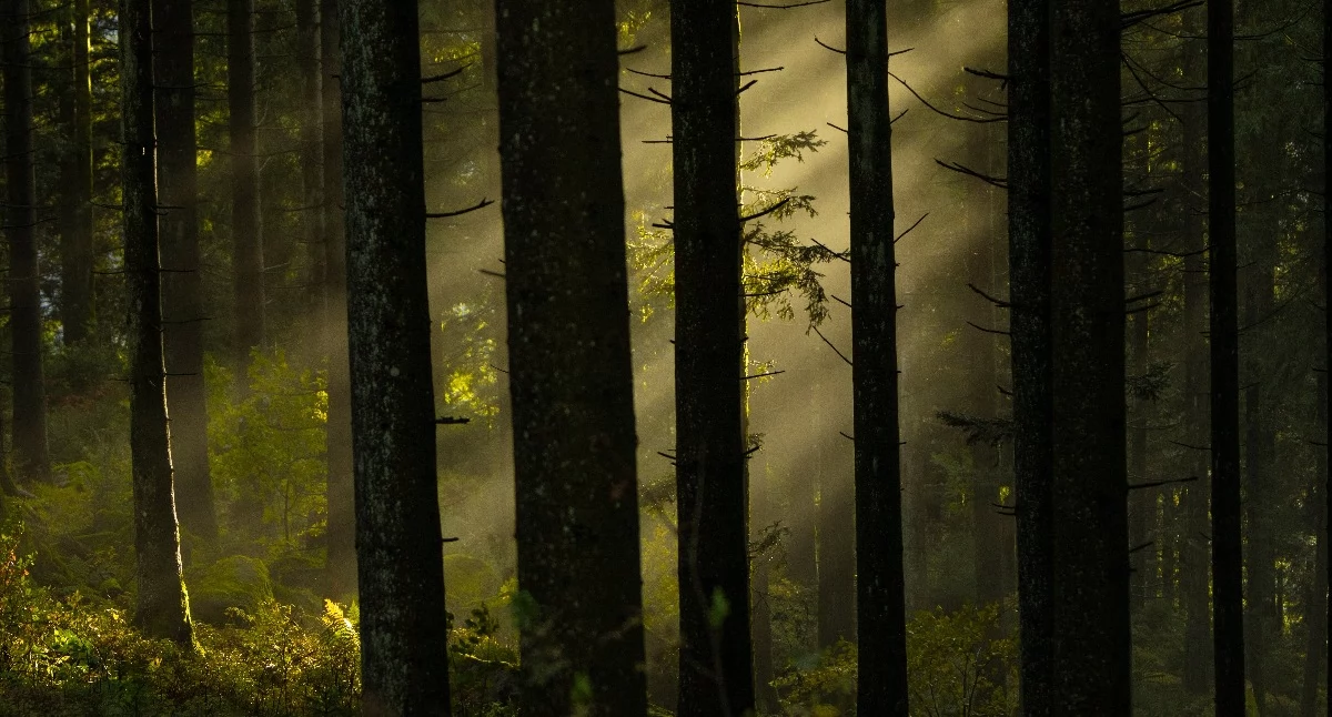 Inne Powiat, Uwaga właściciele lasów! Macie mało czasu - zdjęcie, fotografia