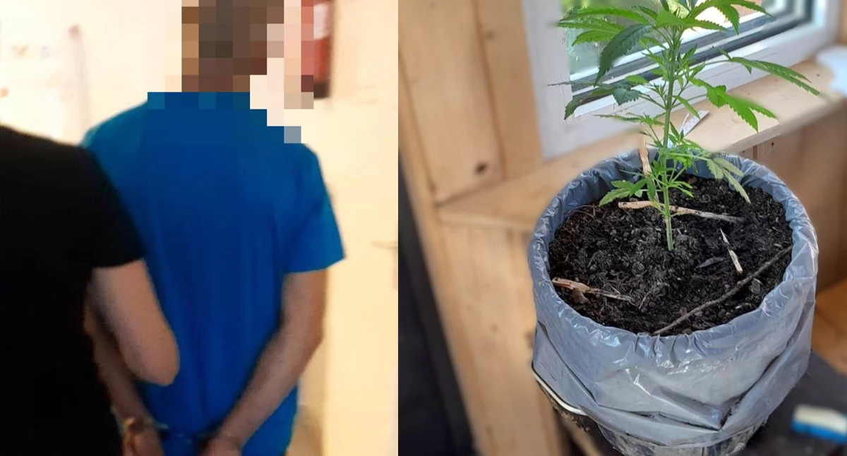 Sprawy kryminalne , Dwóch latków zatrzymanych narkotyki Policja zabezpieczyła marihuanę amfetaminę plantację konopi - zdjęcie, fotografia