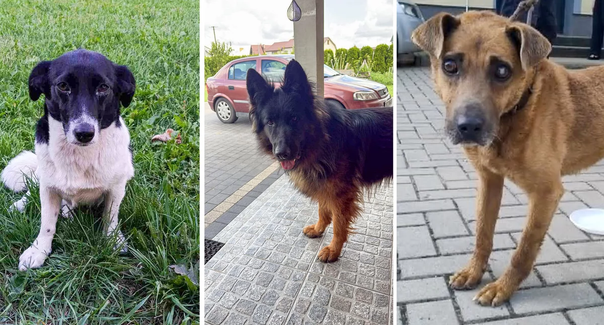 Inne Powiat, Zaginęły znalezione terenie powiatu garwolińskiego Poszukiwani właściciele - zdjęcie, fotografia