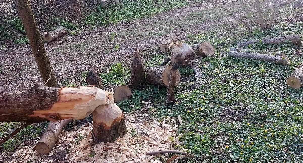 Inne Powiat, Problem bobrami powiecie garwolińskim Samowolna rozbiórka grozi surowymi konsekwencjami - zdjęcie, fotografia