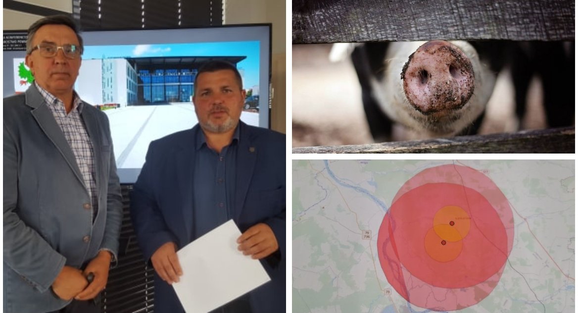 Inne Powiat, Uśmiercono ponad świń Likwidacja ognisk powiecie - zdjęcie, fotografia