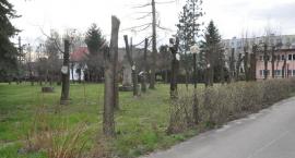Fotka nr 3 z 11